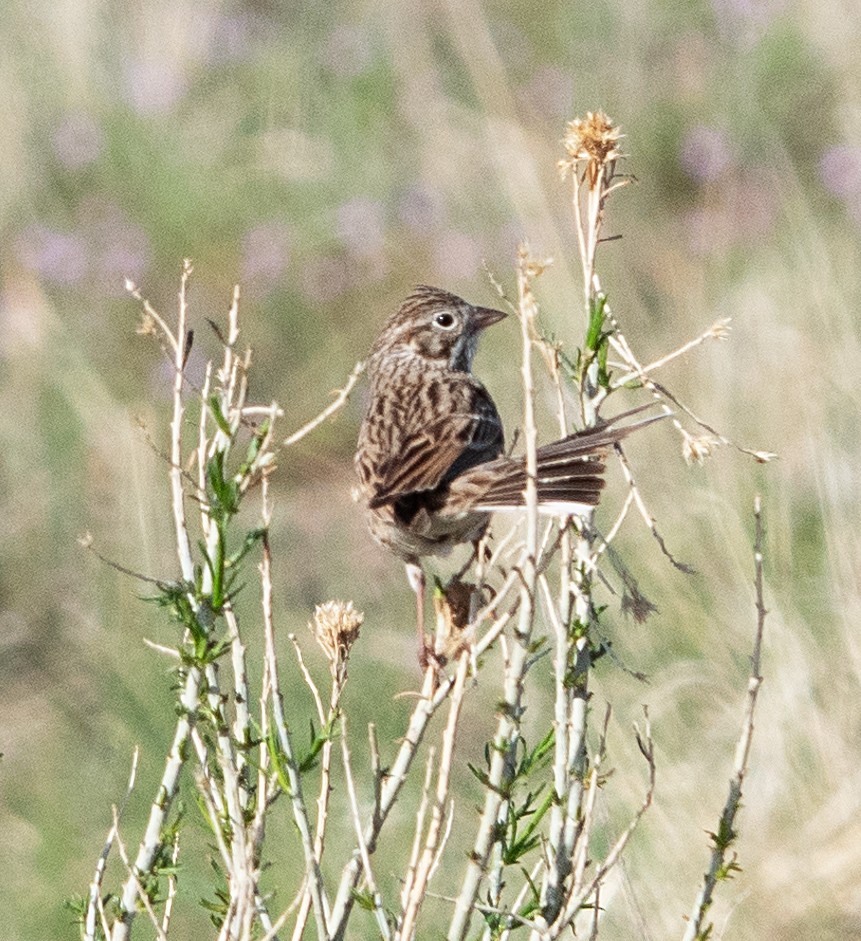 Vesper Sparrow - Dale Pate