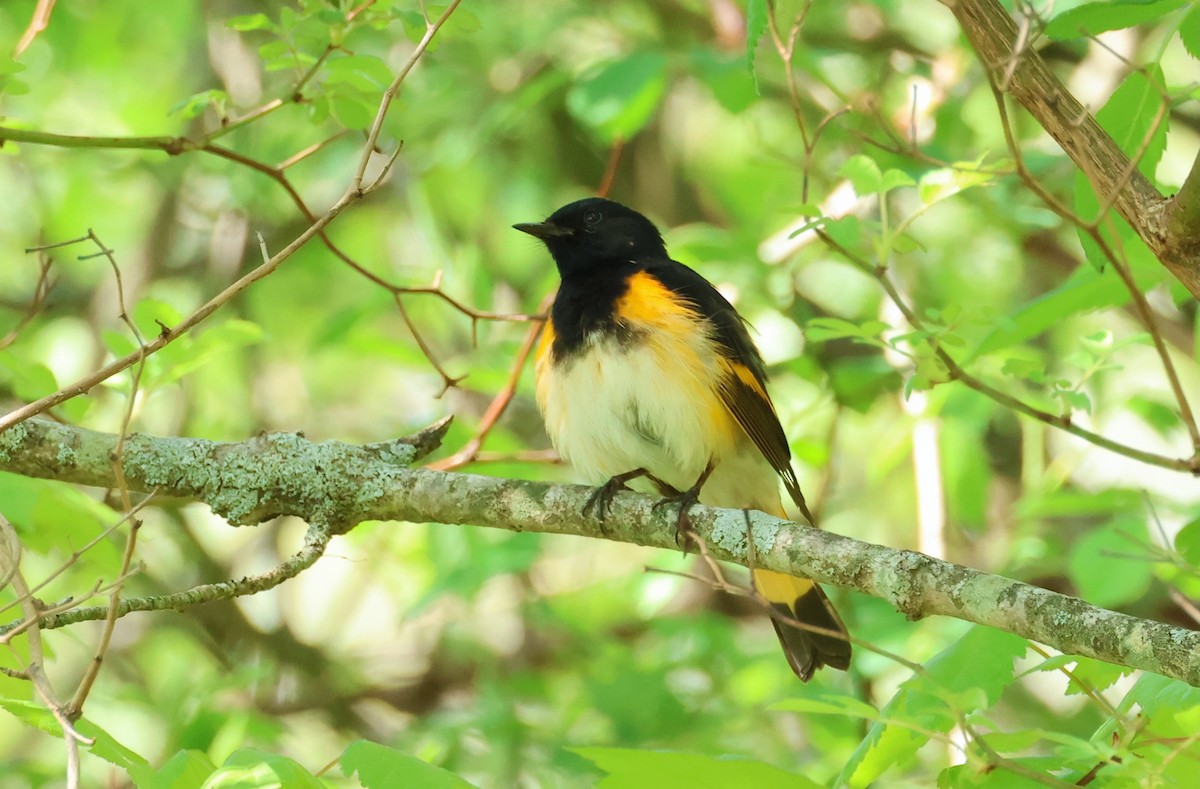 American Redstart - Jeffrey Thomas