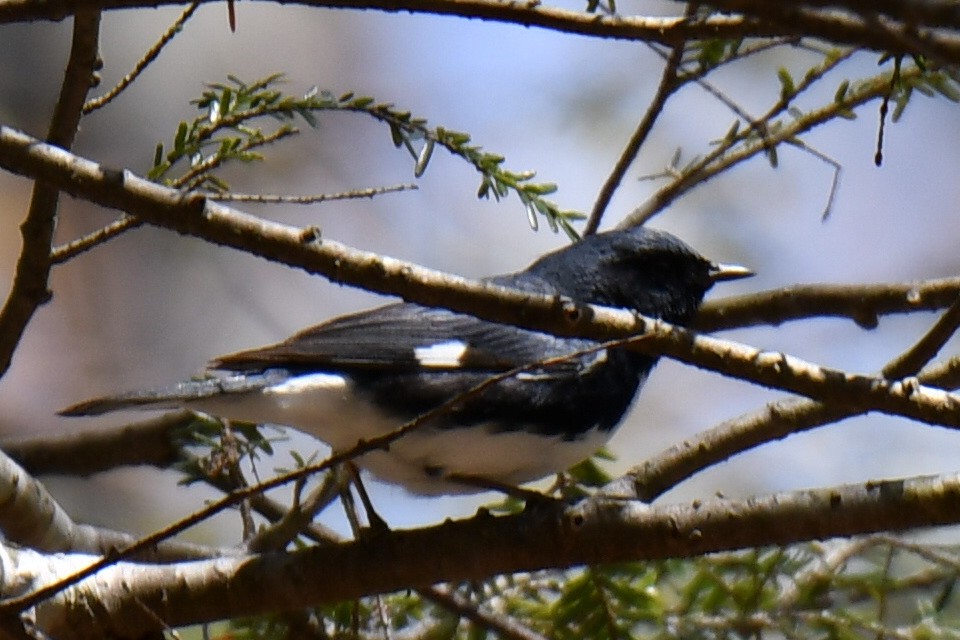 Black-throated Blue Warbler - Anonymous User