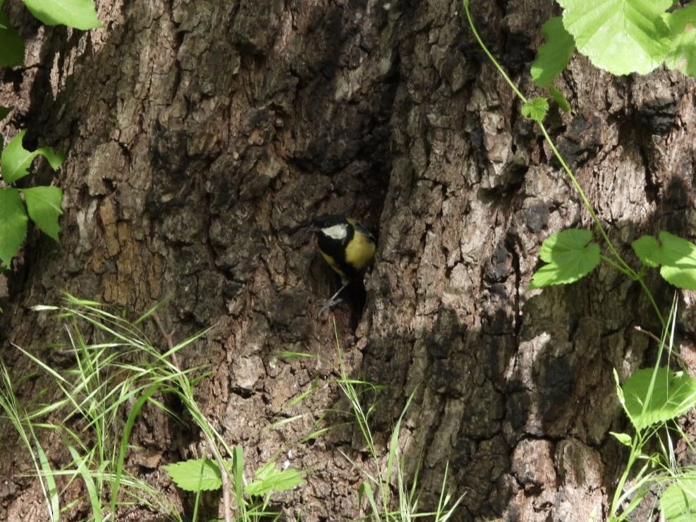 Great Tit - Monika Czupryna