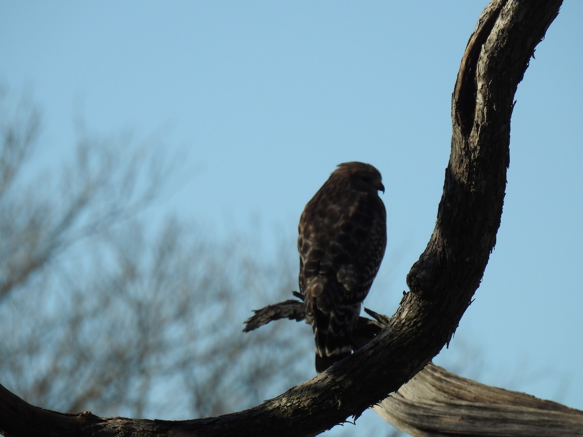 Red-shouldered Hawk - ML619035532