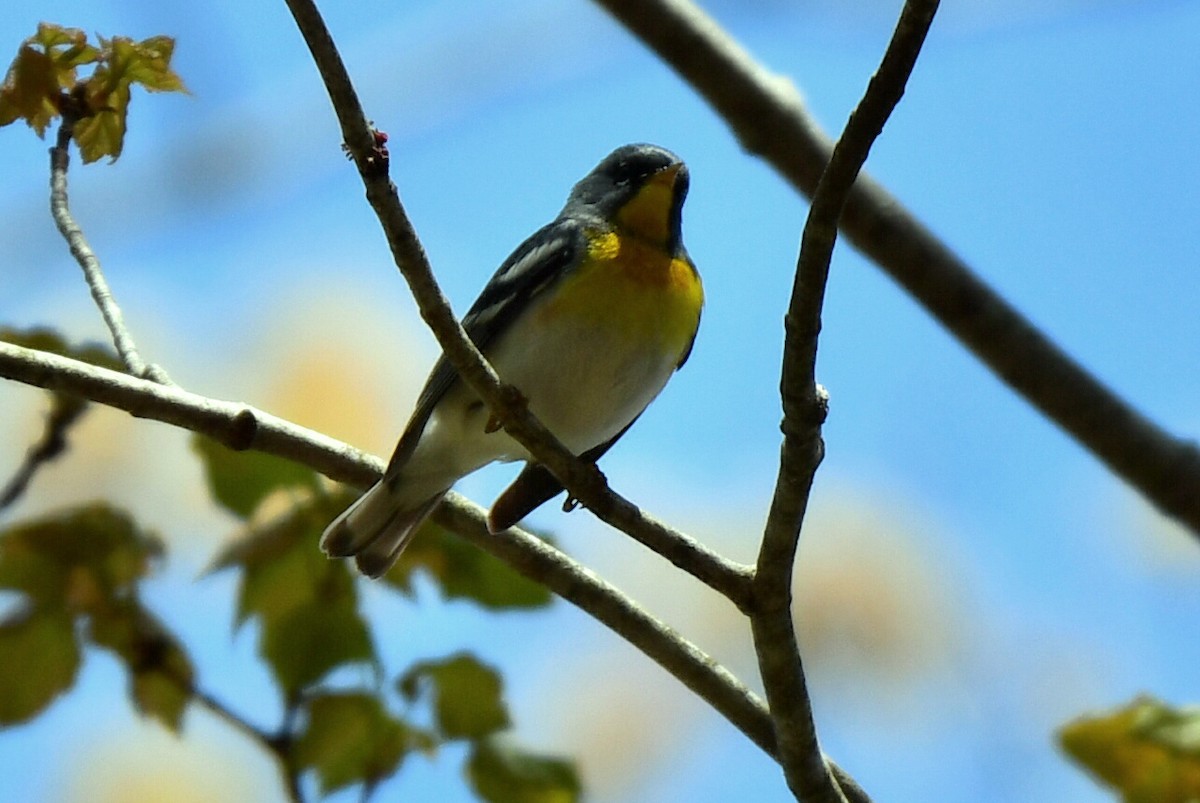 Northern Parula - Anonymous User