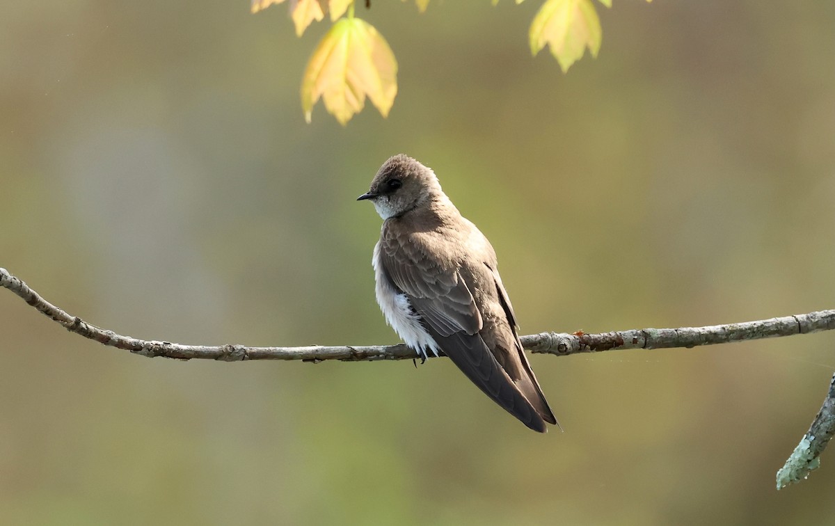 Northern Rough-winged Swallow - Jeffrey Thomas