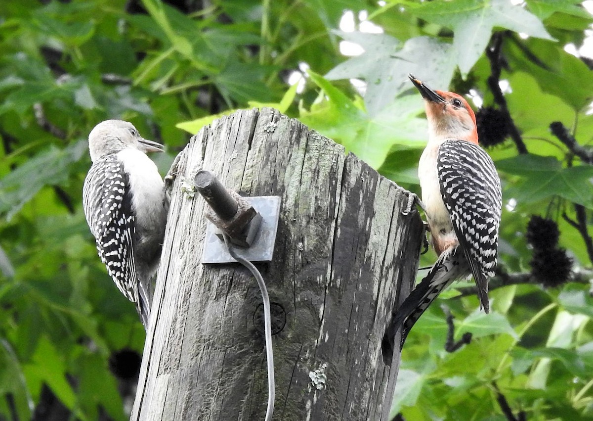 Red-bellied Woodpecker - Gary Hunter