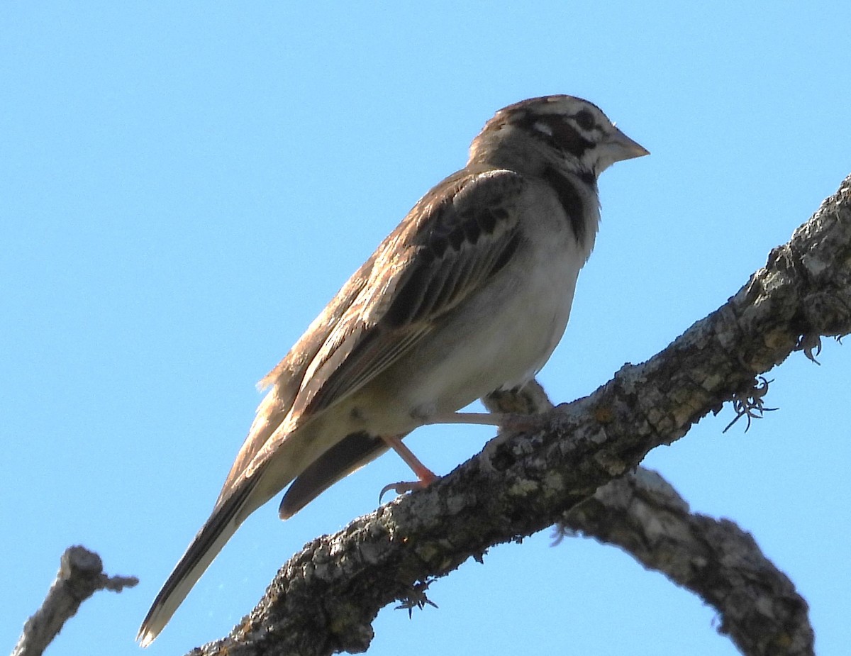 Lark Sparrow - ML619035547