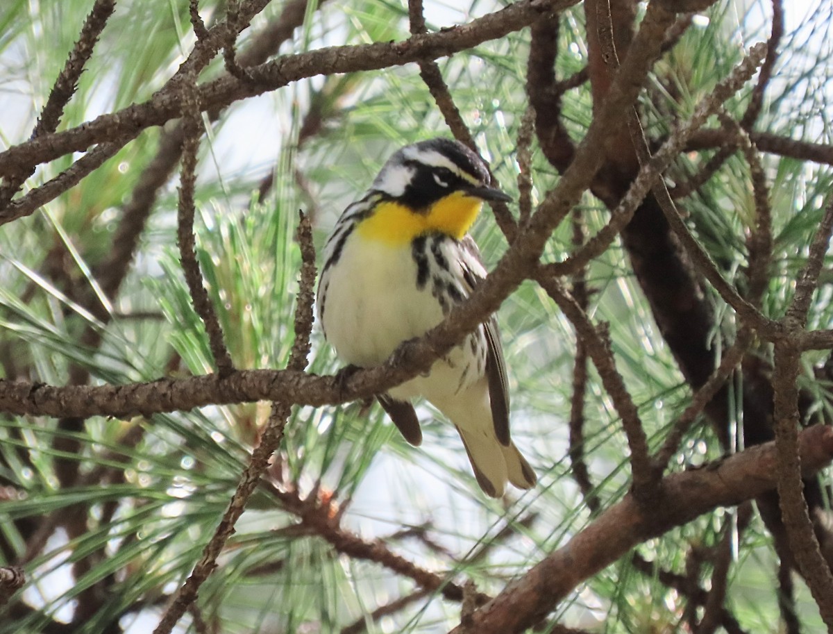 Yellow-throated Warbler - Scott Loss