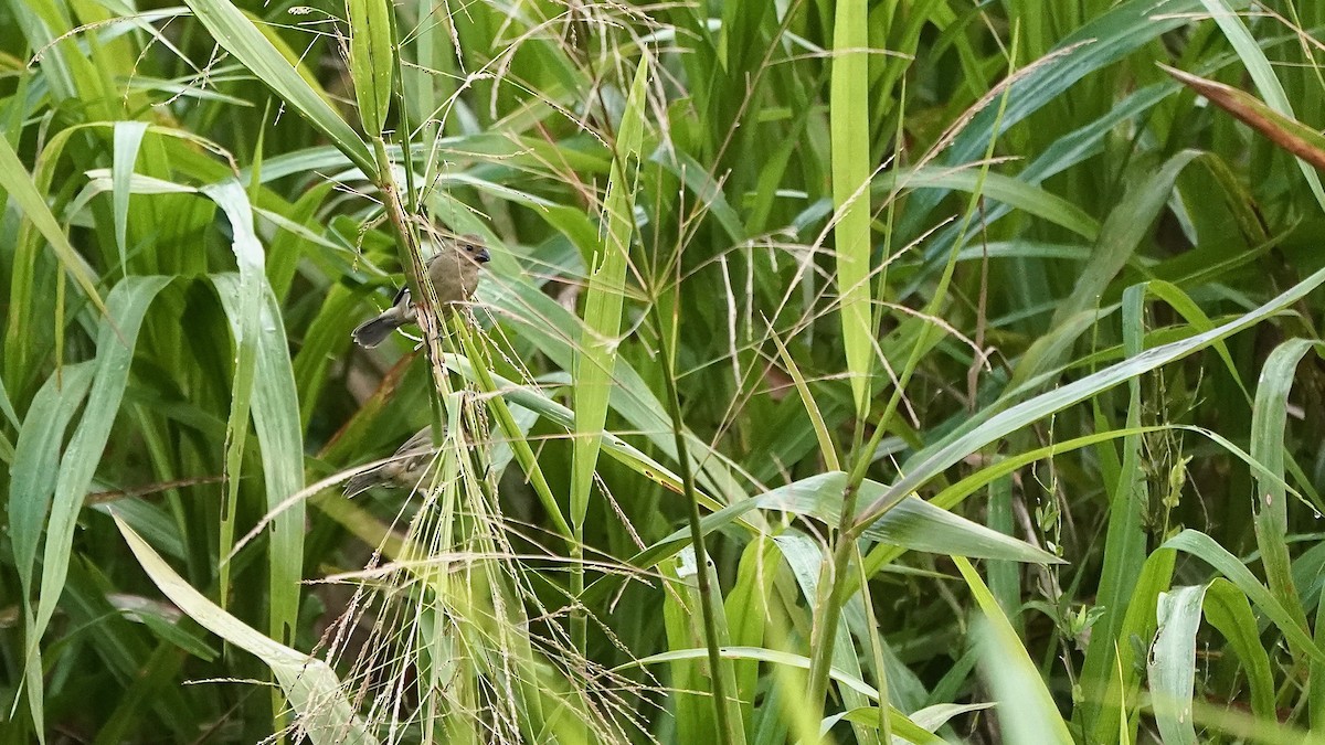 Variable Seedeater - Indira Thirkannad