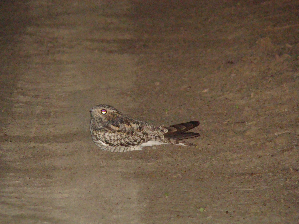 Common Nighthawk - ML619035564