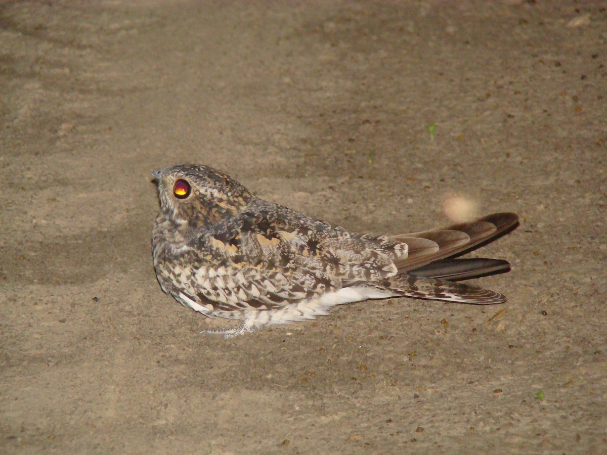 Common Nighthawk - ML619035565