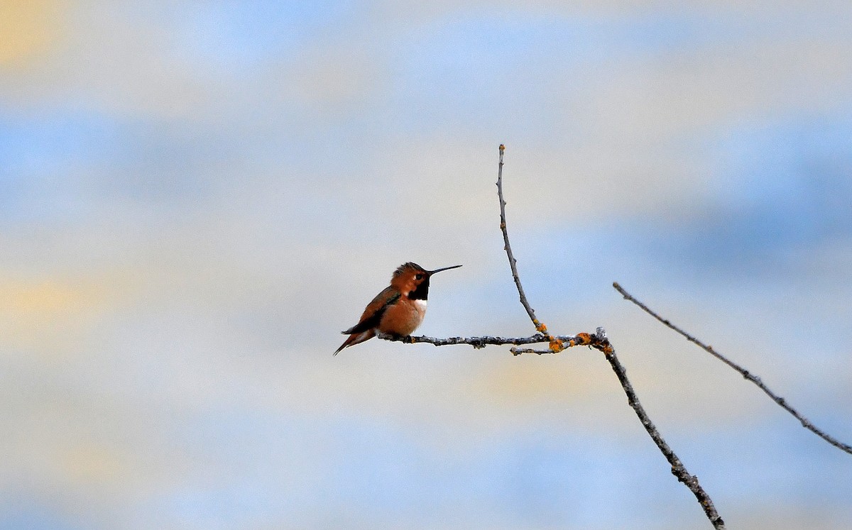 Rufous Hummingbird - Carol Riddell