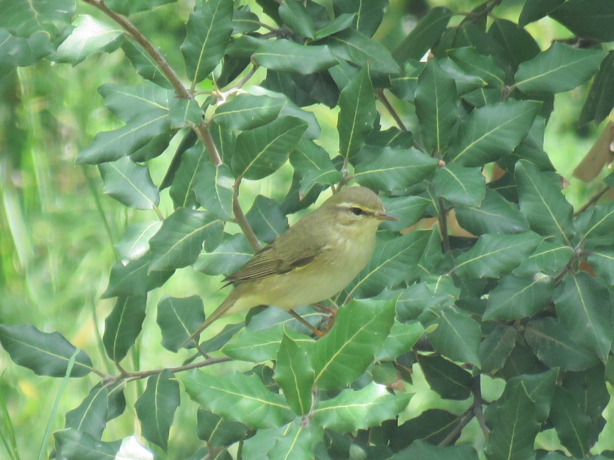 Ногоон дууч шувуу - ML619035586