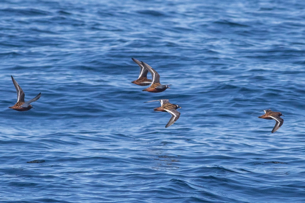 Phalarope à bec large - ML619035597