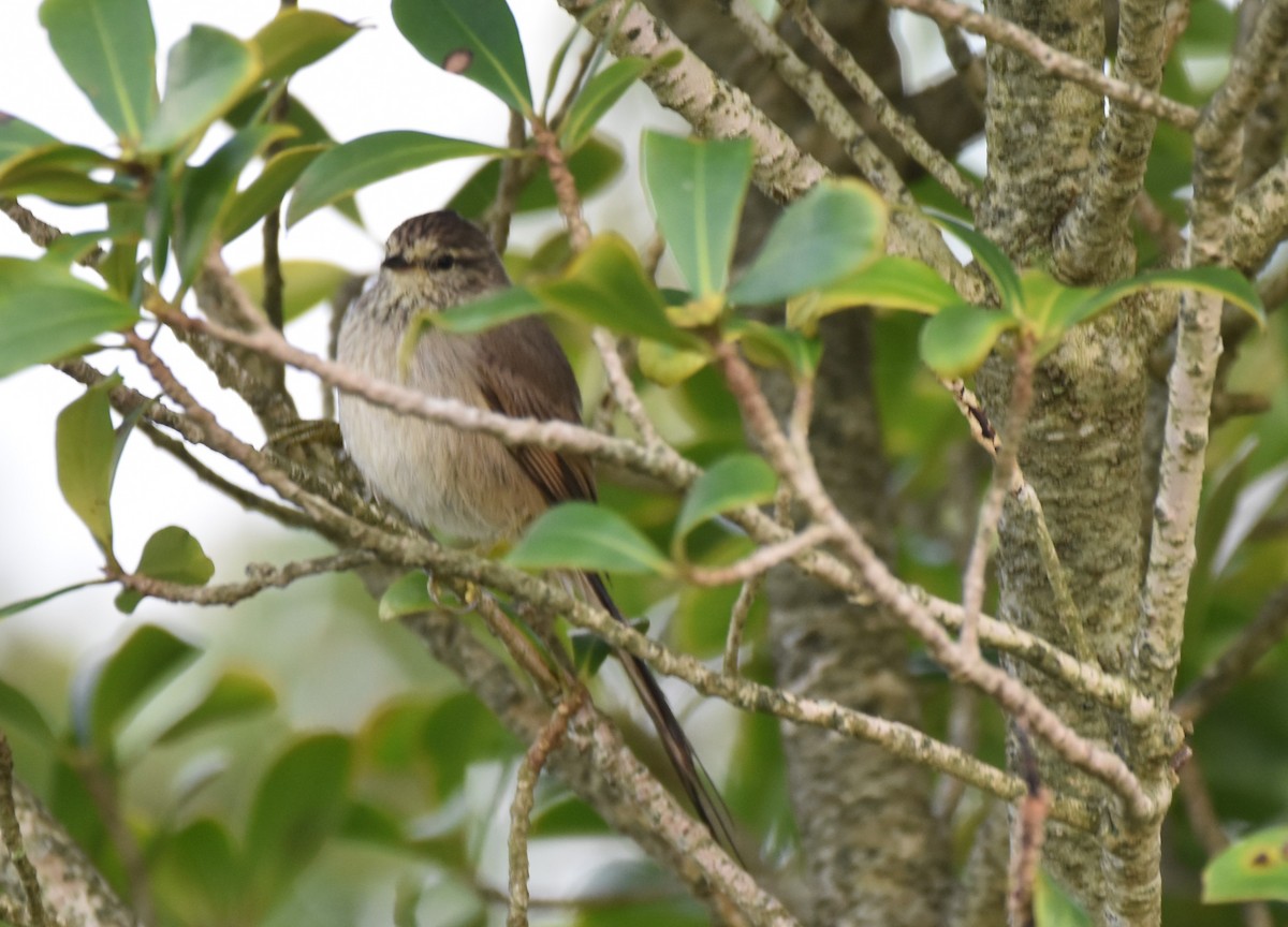 Tufted Tit-Spinetail - ML619035598