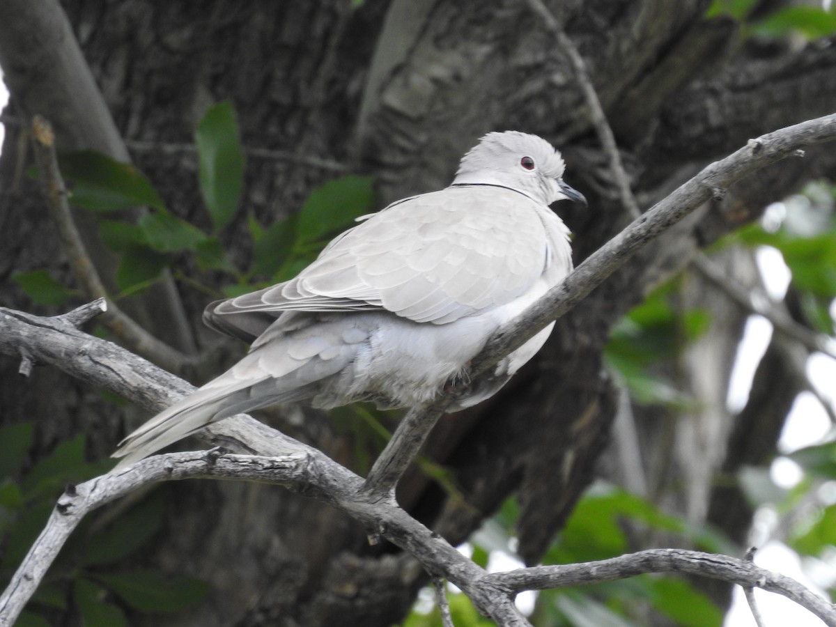 Eurasian Collared-Dove - Suzette Stitely