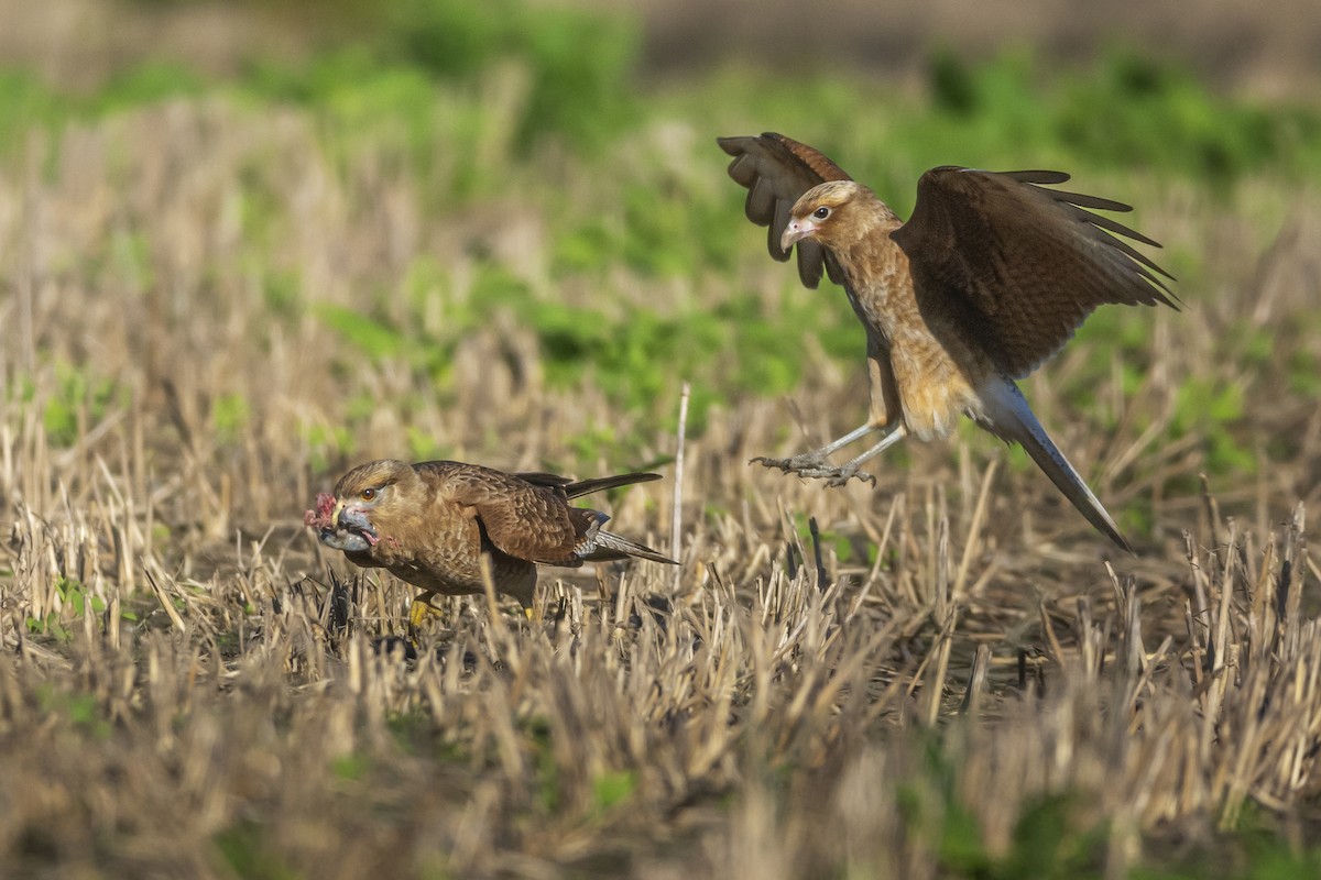 Chimango Caracara - ML619035636