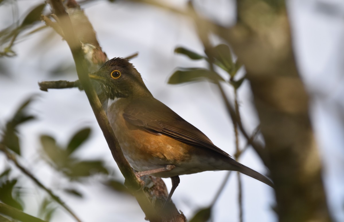 White-necked Thrush - ML619035639