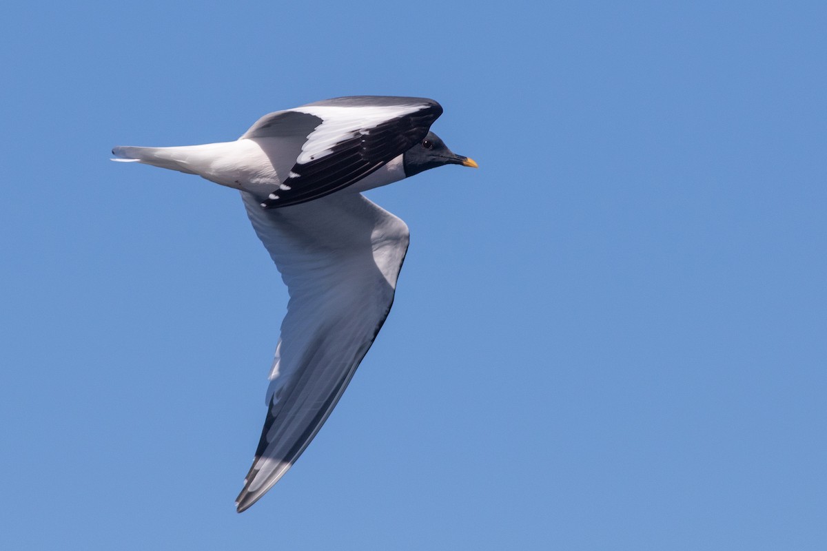 Sabine's Gull - Rob Fowler