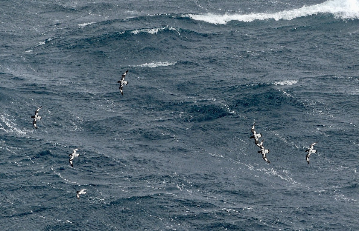 Cape Petrel (Antarctic) - ML619035656