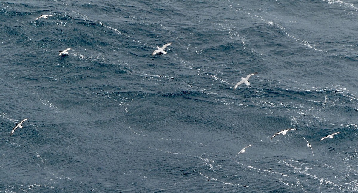 Fulmar argenté - ML619035664