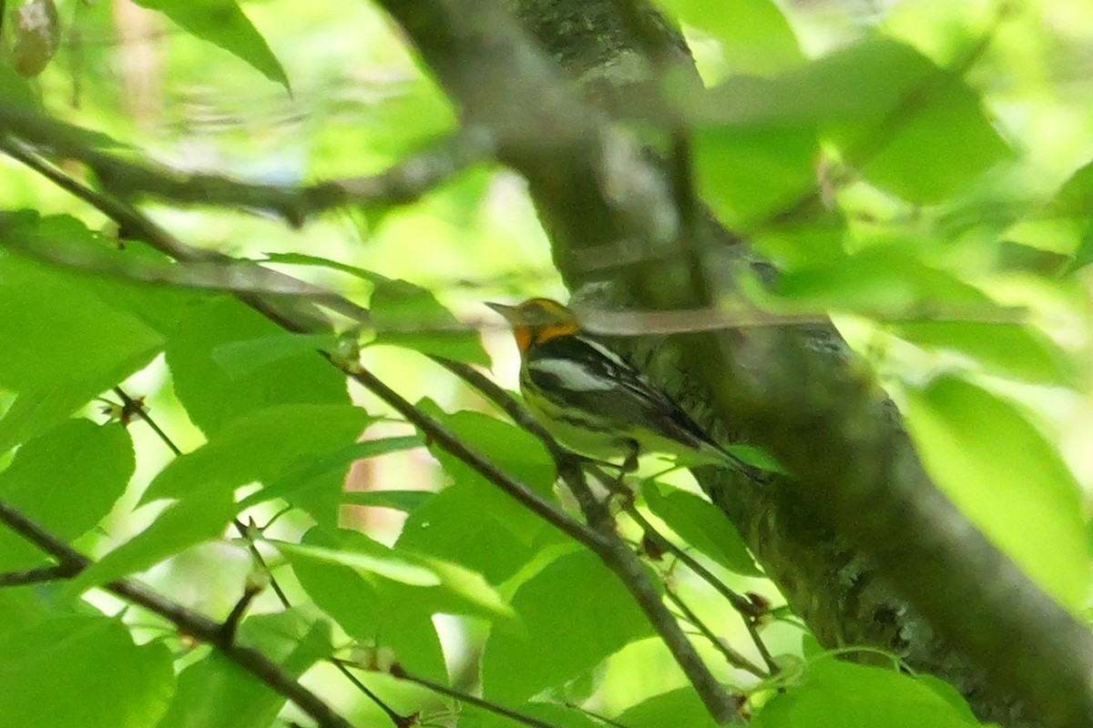 Blackburnian Warbler - ML619035666