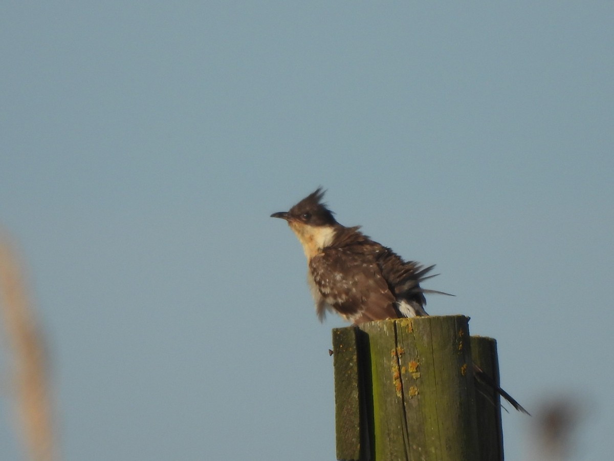 Great Spotted Cuckoo - ML619035667