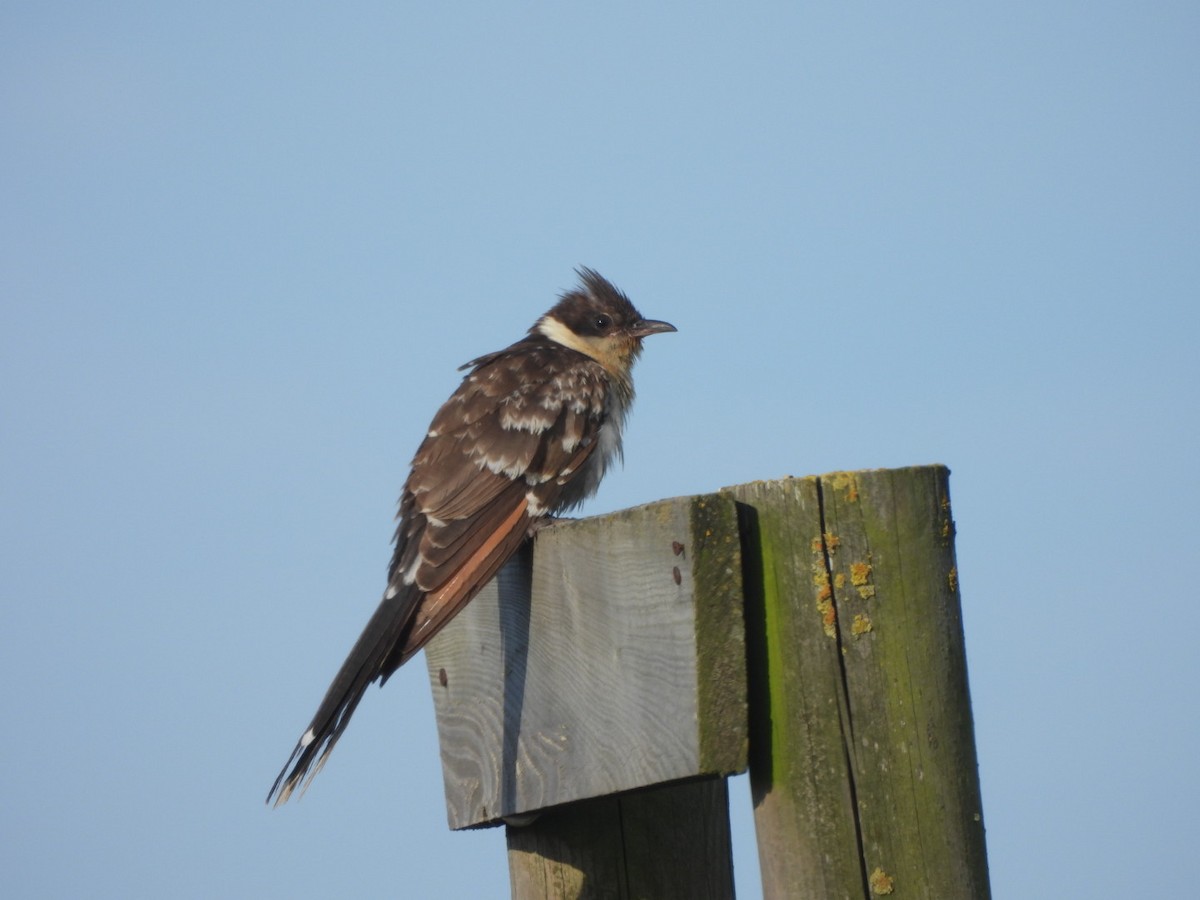 Great Spotted Cuckoo - ML619035668