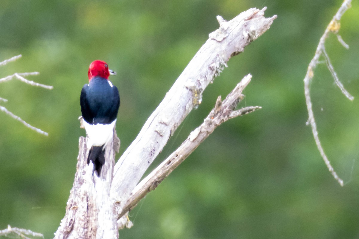 Red-headed Woodpecker - ML619035669