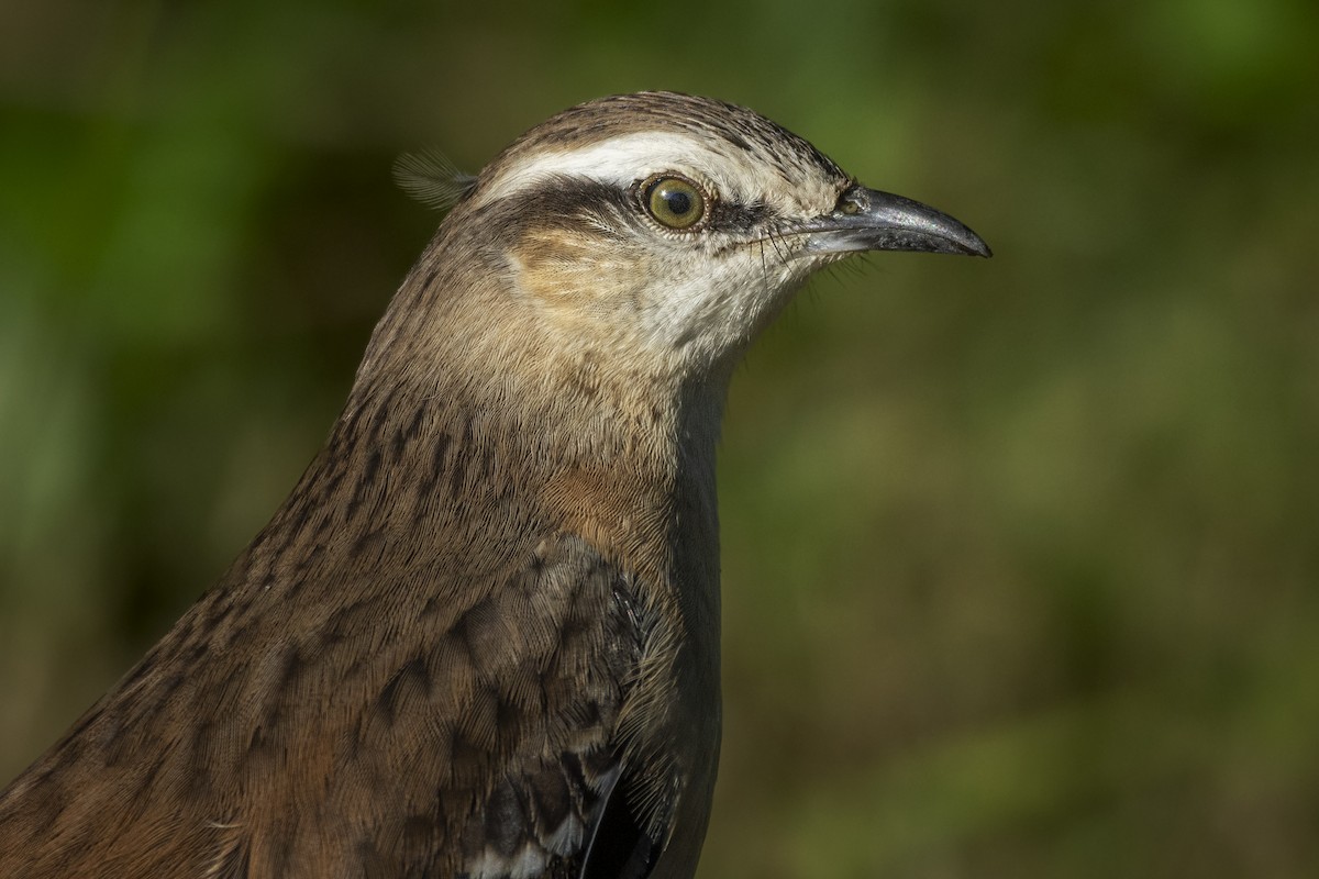 Chalk-browed Mockingbird - ADRIAN GRILLI