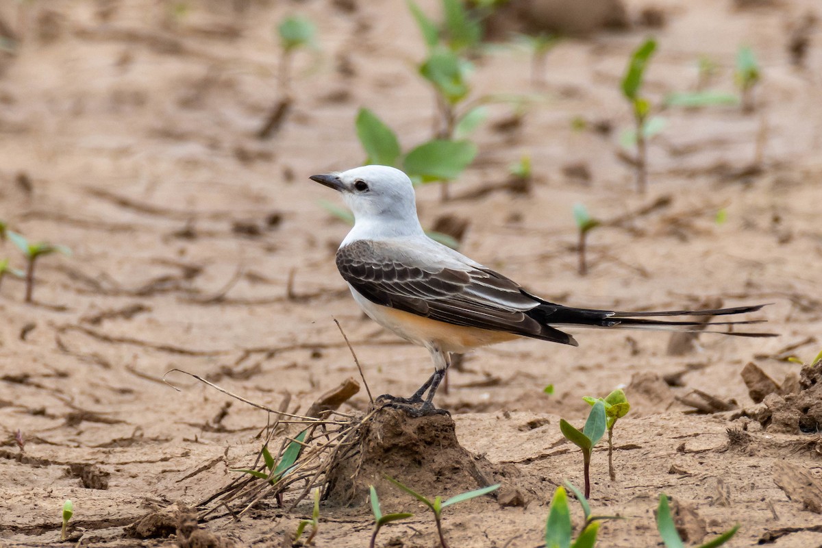 Scissor-tailed Flycatcher - ML619035681