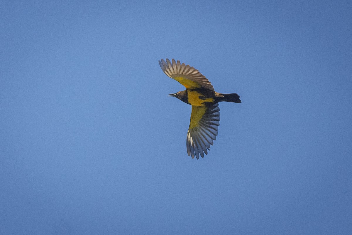 Brown-and-yellow Marshbird - ADRIAN GRILLI