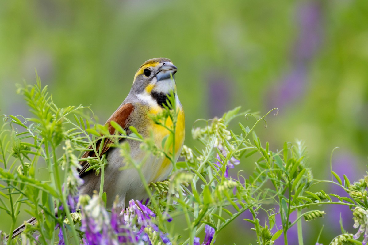 Dickcissel - ML619035701