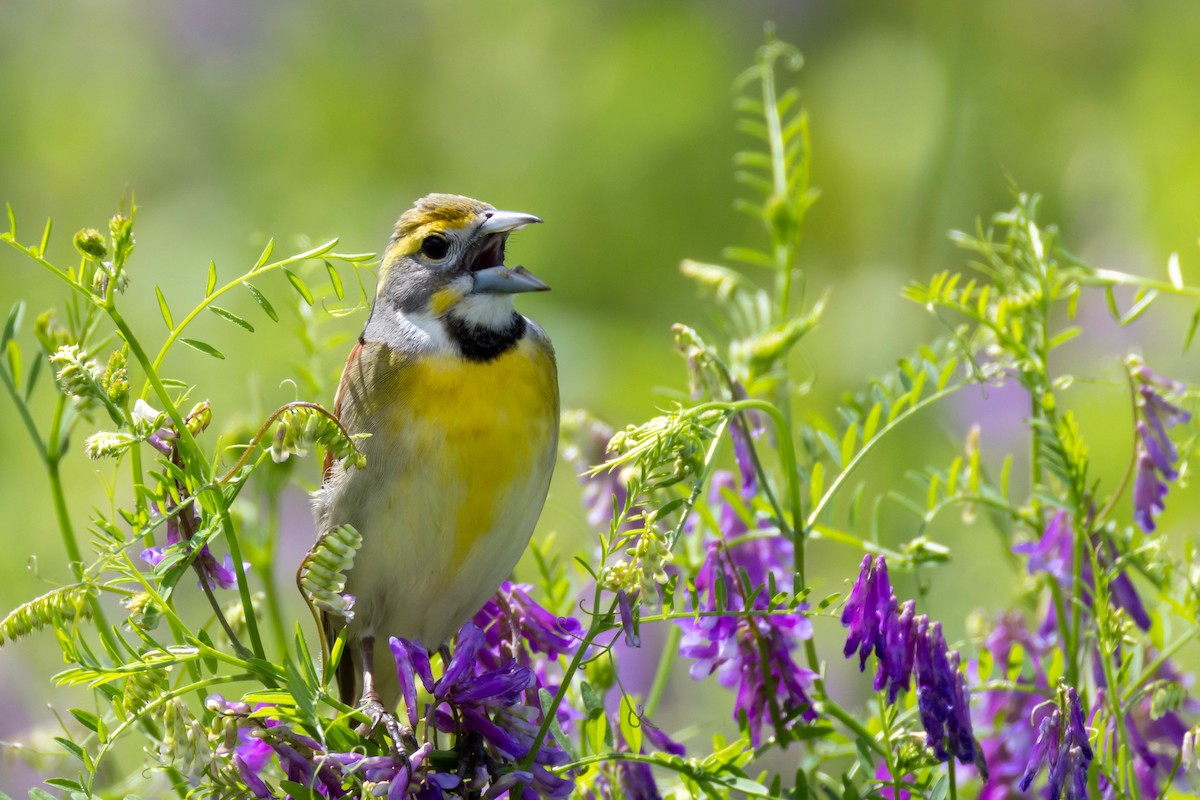 Dickcissel d'Amérique - ML619035702