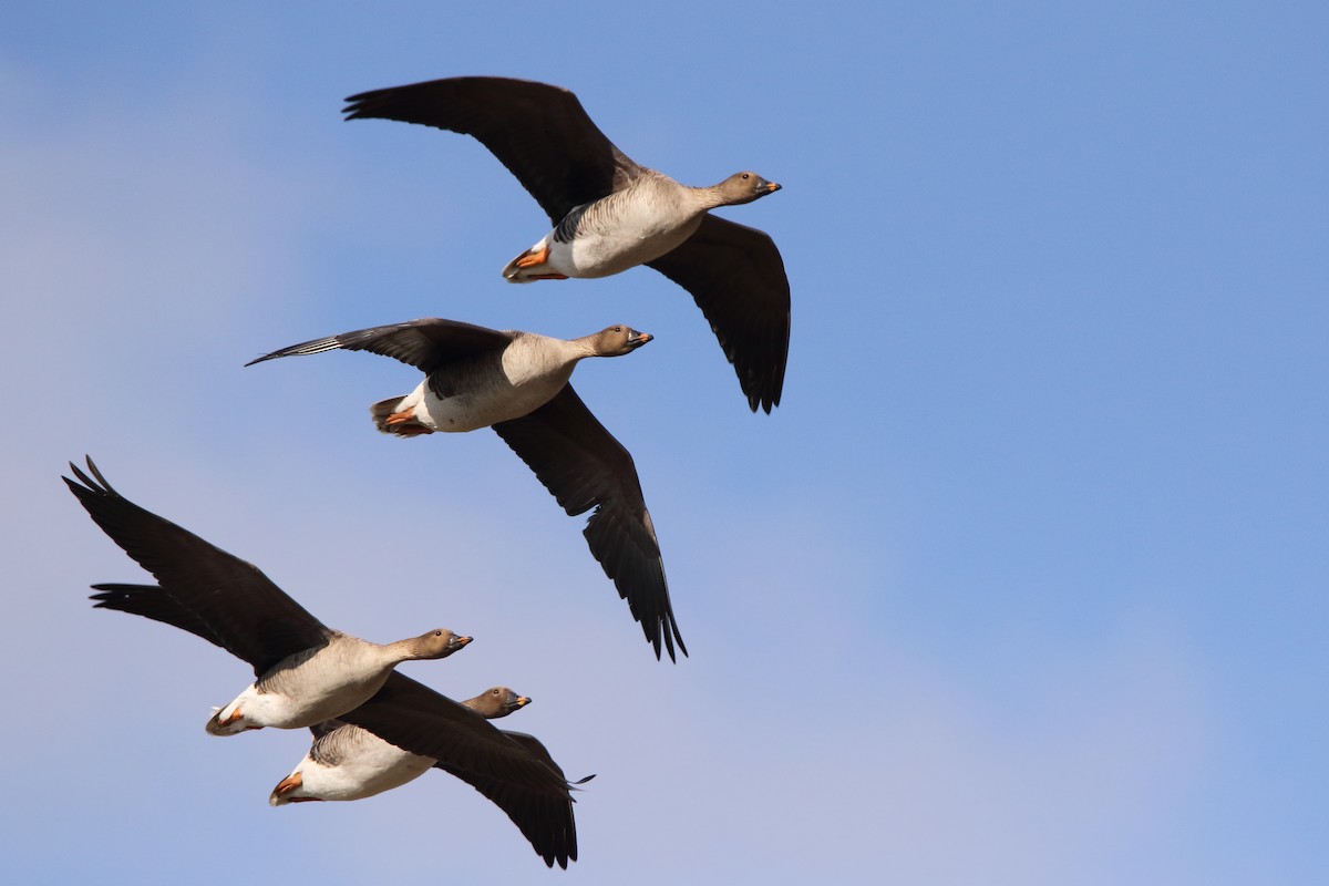 Tundra Bean-Goose - Sergey Shursha