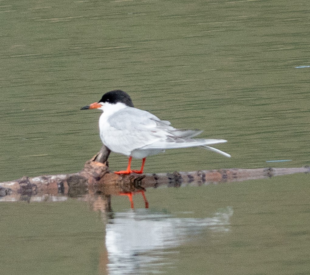Forster's Tern - Dale Pate