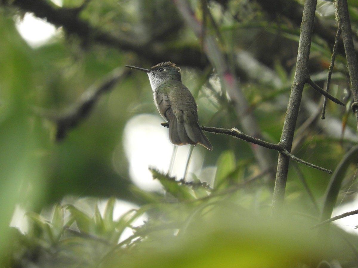 Azure-crowned Hummingbird - Amira Mora Vargas