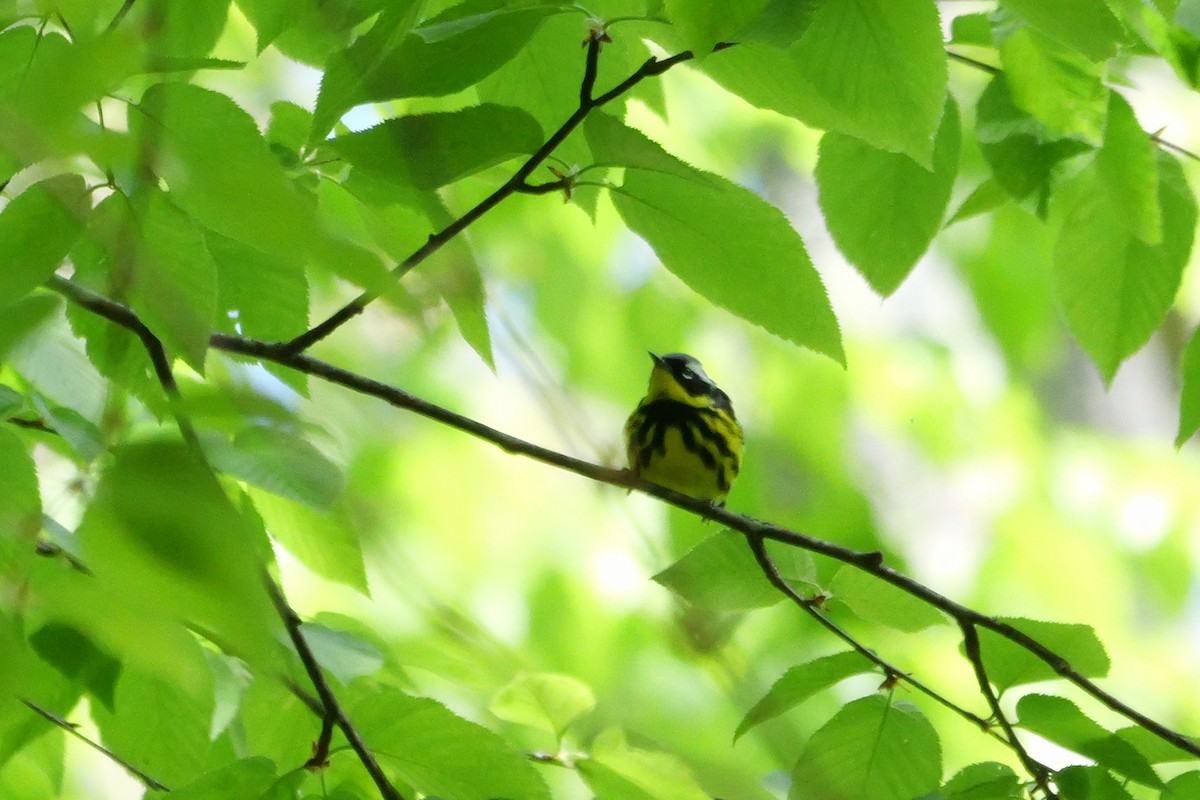 Magnolia Warbler - ML619035736