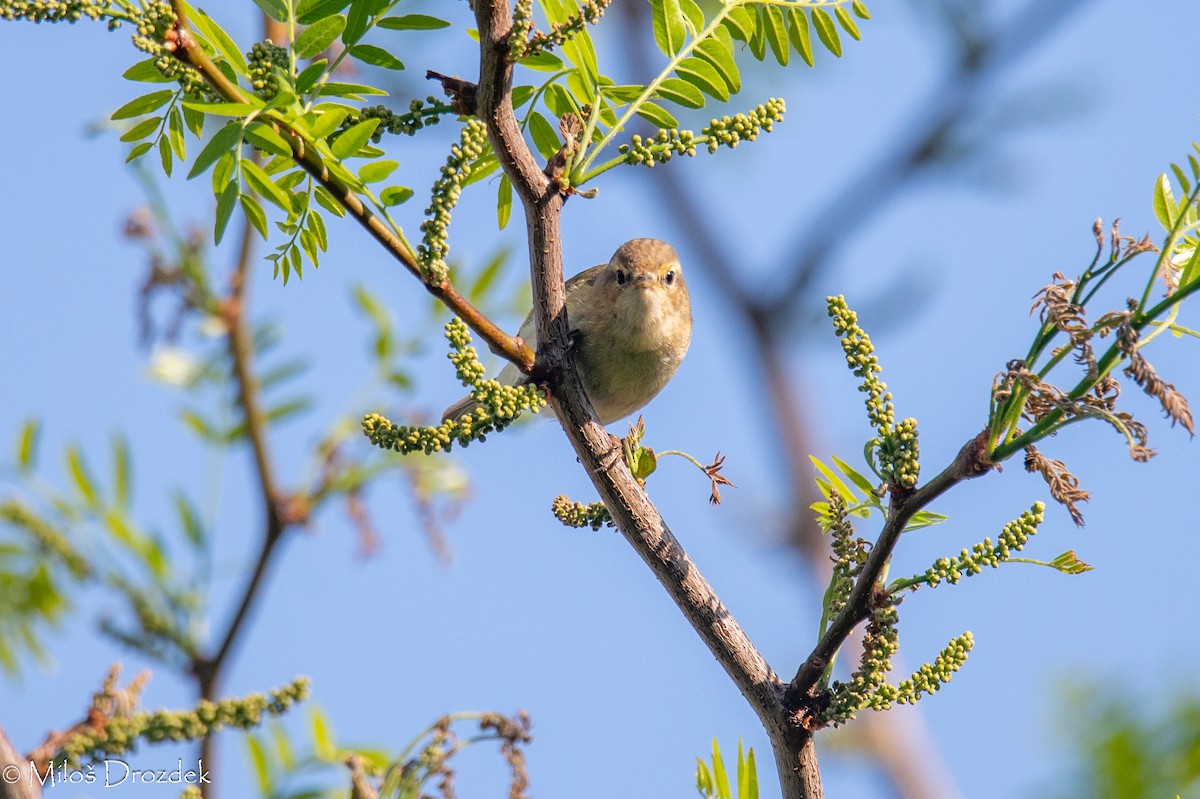 Common Chiffchaff - Miloš Drozdek