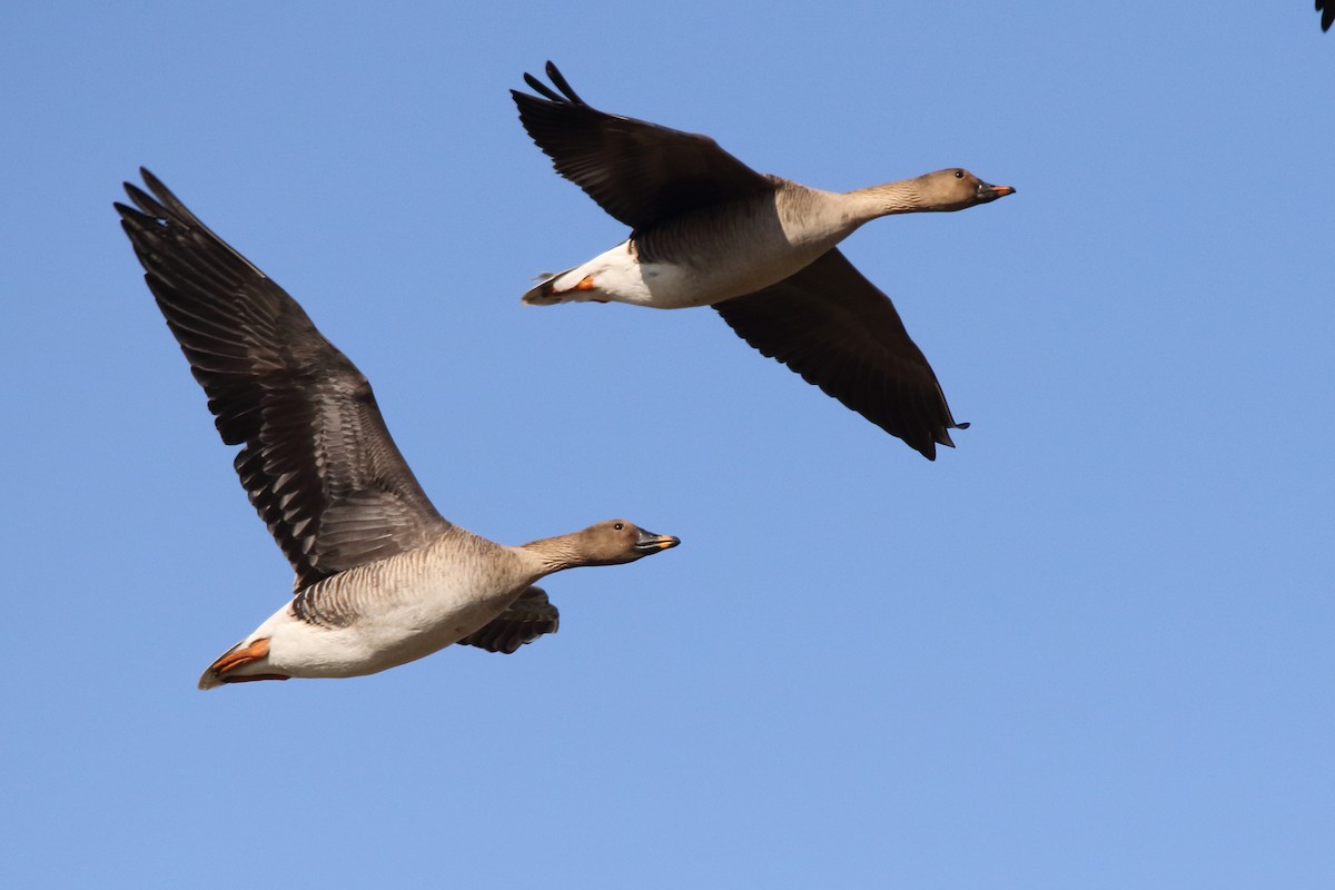 Tundra Bean-Goose - Sergey Shursha