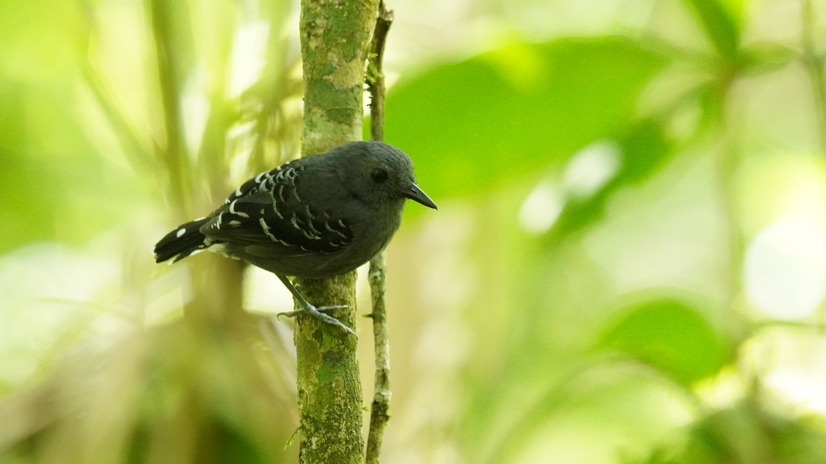 Common Scale-backed Antbird - Henrry Abaunsa Castro