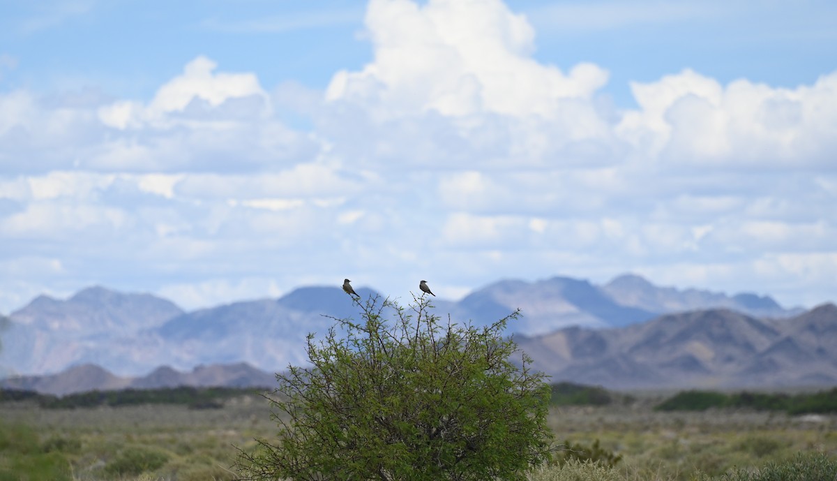 Western Kingbird - ML619035769