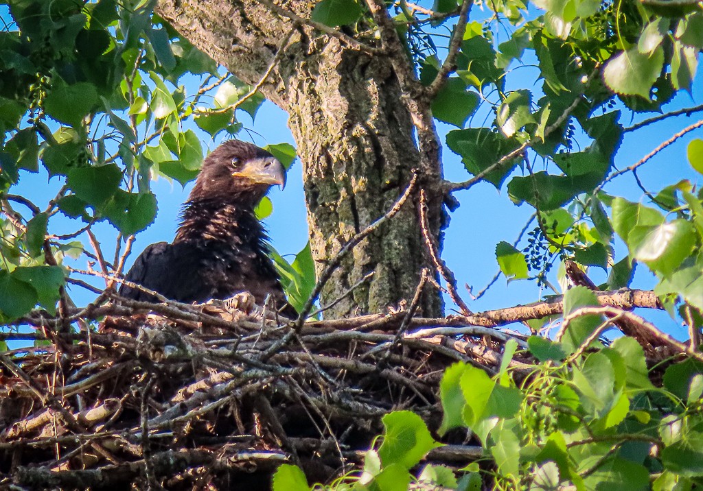 Bald Eagle - Randall Williams