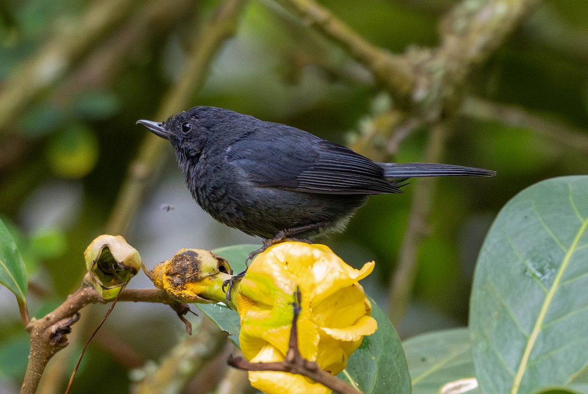 White-sided Flowerpiercer - Richard Thunen