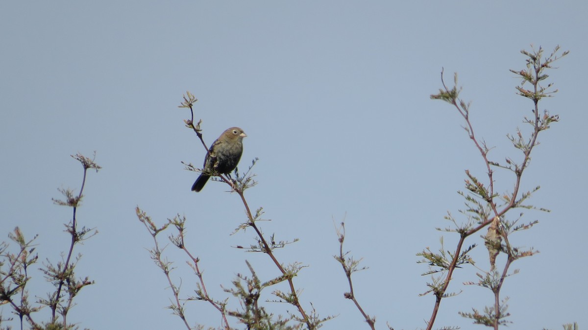 Carbonated Sierra Finch - Francisco González Táboas