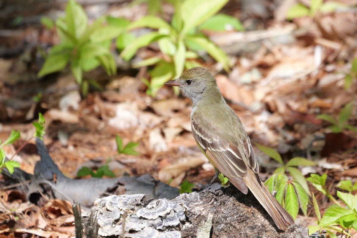 Great Crested Flycatcher - ML619035799