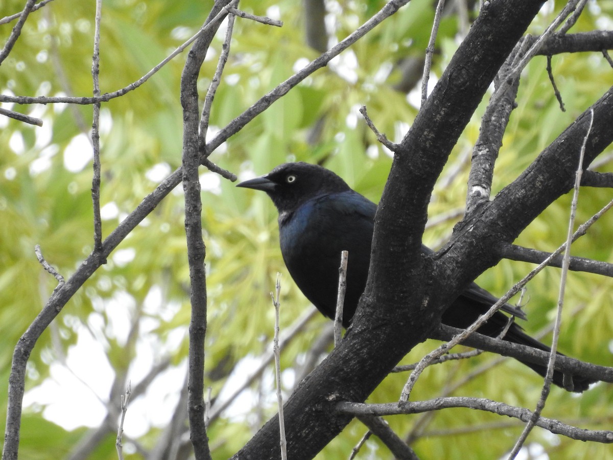 Brewer's Blackbird - ML619035803