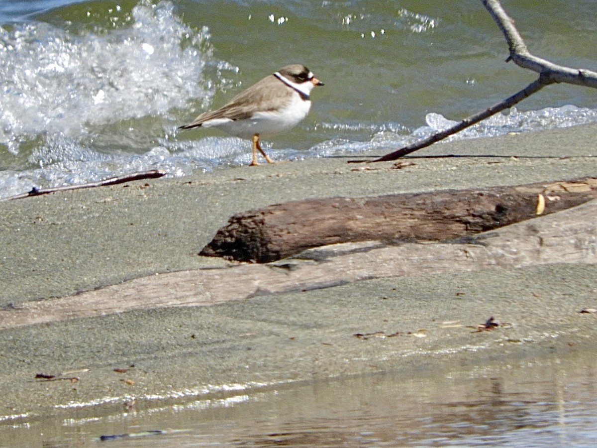 Semipalmated Plover - Huw Williams