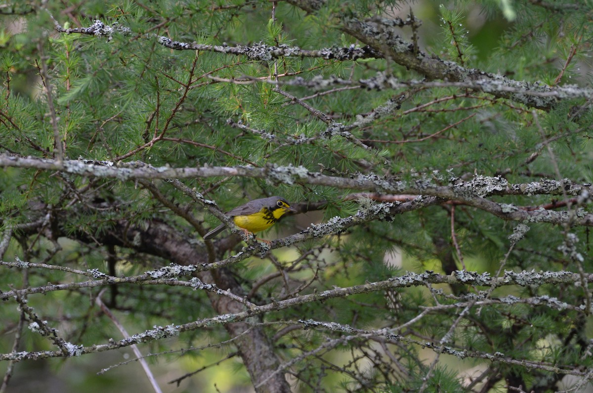 Canada Warbler - Andrew Stadnyk