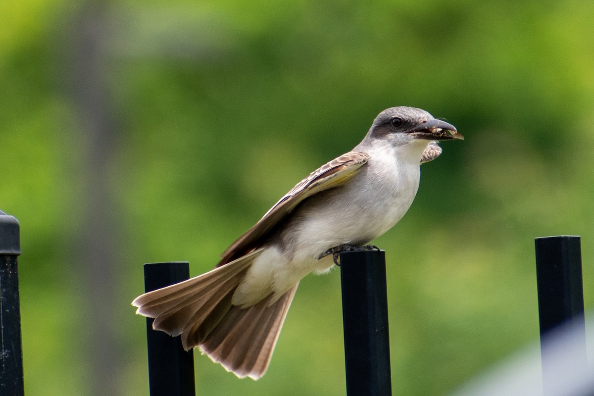 Gray Kingbird - Charles Donnelly