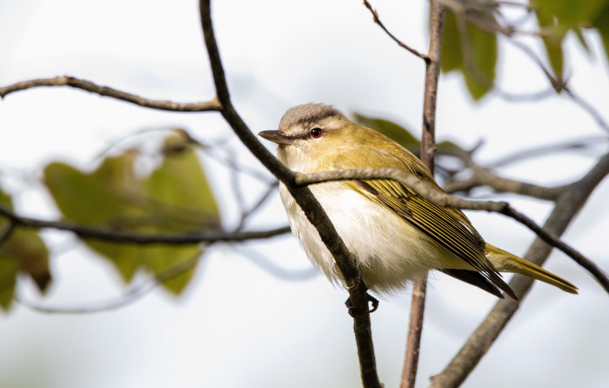 Red-eyed Vireo - Jerry Chen