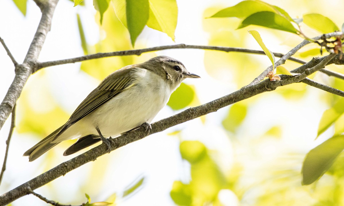 Red-eyed Vireo - Jerry Chen